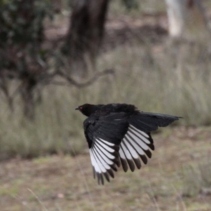 Corcorax melanorhamphos at Amaroo, ACT - 27 Jan 2019