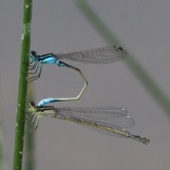 Ischnura heterosticta (Common Bluetail Damselfly) at Amaroo, ACT - 26 Jan 2019 by HarveyPerkins