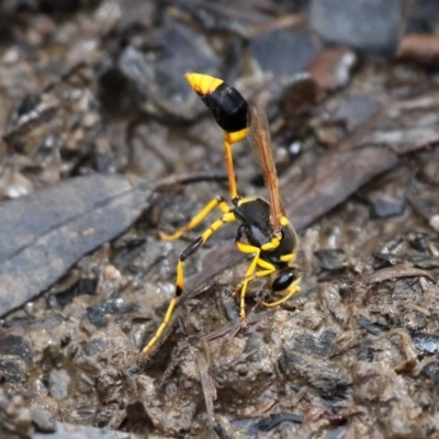 Sceliphron laetum (Common mud dauber wasp) at Mulligans Flat - 26 Jan 2019 by HarveyPerkins