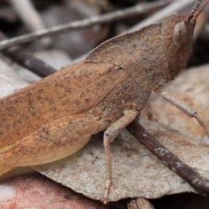 Goniaea australasiae at Amaroo, ACT - 27 Jan 2019