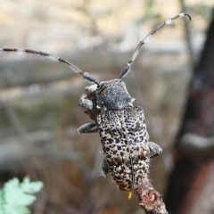 Ancita australis (Longicorn or longhorn beetle) at Mulligans Flat - 26 Jan 2019 by HarveyPerkins