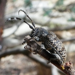 Ancita australis at Amaroo, ACT - 27 Jan 2019