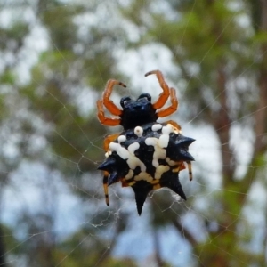 Austracantha minax at Amaroo, ACT - 27 Jan 2019