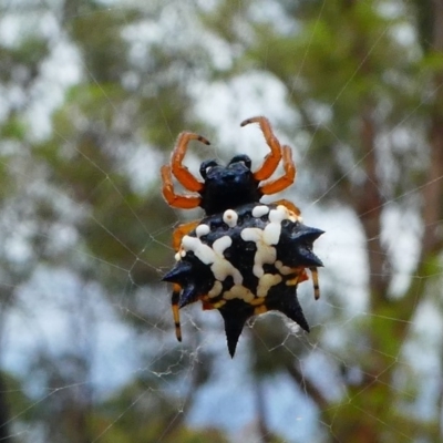 Austracantha minax (Christmas Spider, Jewel Spider) at Amaroo, ACT - 26 Jan 2019 by HarveyPerkins