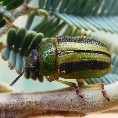 Calomela vittata (Acacia leaf beetle) at Mulligans Flat - 27 Jan 2019 by HarveyPerkins