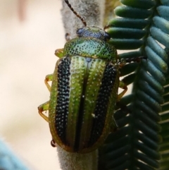 Calomela vittata at Amaroo, ACT - 27 Jan 2019 11:04 AM