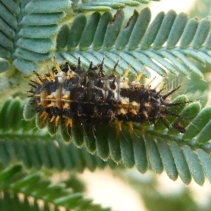 Limacodidae (family) at Amaroo, ACT - 27 Jan 2019