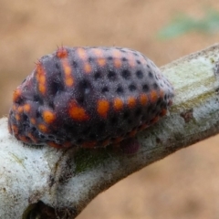 Icerya acaciae (Acacia mealy bug) at Amaroo, ACT - 27 Jan 2019 by HarveyPerkins