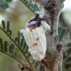 Icerya purchasi (Cottony cushion scale) at Mulligans Flat - 26 Jan 2019 by HarveyPerkins