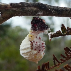 Icerya purchasi at Amaroo, ACT - 27 Jan 2019