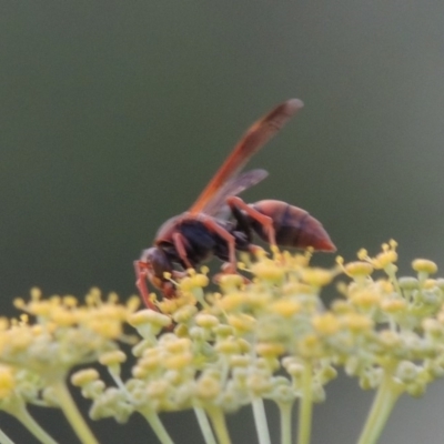 Polistes (Gyrostoma) erythrinus (Red paper wasp) at Point Hut to Tharwa - 16 Jan 2019 by michaelb