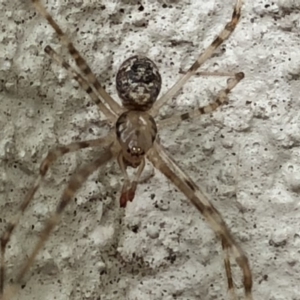 Cryptachaea gigantipes at Monash, ACT - 1 Feb 2019 06:21 PM