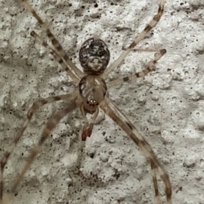 Cryptachaea gigantipes (White porch spider) at Monash, ACT - 1 Feb 2019 by jackQ