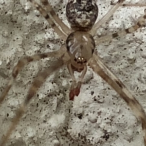 Cryptachaea gigantipes at Monash, ACT - 1 Feb 2019 06:21 PM