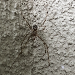 Cryptachaea gigantipes at Monash, ACT - 1 Feb 2019 06:21 PM