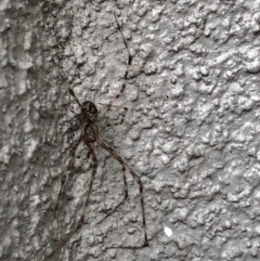 Cryptachaea gigantipes at Monash, ACT - 1 Feb 2019 06:21 PM