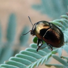 Ditropidus sp. (genus) (Leaf beetle) at Mulligans Flat - 27 Jan 2019 by HarveyPerkins