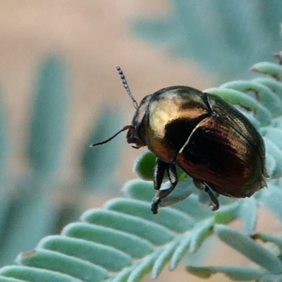 Ditropidus sp. (genus) (Leaf beetle) at Mulligans Flat - 27 Jan 2019 by HarveyPerkins