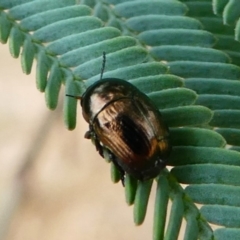 Ditropidus sp. (genus) at Amaroo, ACT - 27 Jan 2019