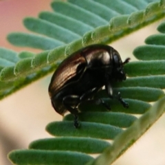 Ditropidus sp. (genus) at Amaroo, ACT - 27 Jan 2019 11:03 AM