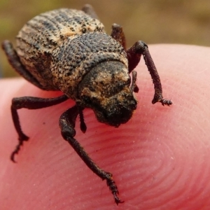 Cubicorhynchus sp. (genus) at Amaroo, ACT - 27 Jan 2019