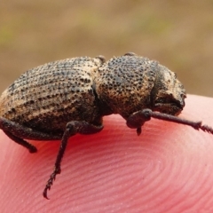 Cubicorhynchus sp. (genus) at Amaroo, ACT - 27 Jan 2019