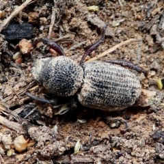 Cubicorhynchus sp. (genus) at Amaroo, ACT - 27 Jan 2019