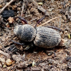 Cubicorhynchus sp. (genus) at Amaroo, ACT - 27 Jan 2019