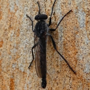 Cerdistus exilis at Amaroo, ACT - 27 Jan 2019