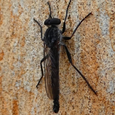 Cerdistus exilis (Robber Fly) at Amaroo, ACT - 27 Jan 2019 by HarveyPerkins