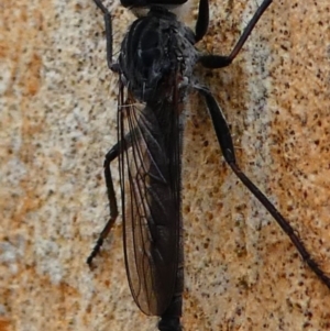 Cerdistus exilis at Amaroo, ACT - 27 Jan 2019