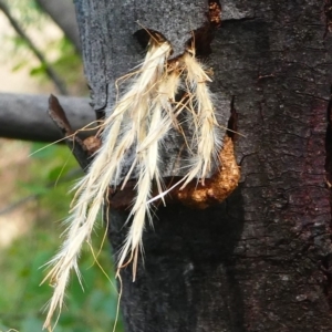 Isodontia sp. (genus) at Forde, ACT - 27 Jan 2019