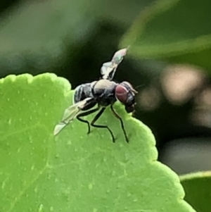 Pogonortalis doclea at Monash, ACT - 28 Jan 2019