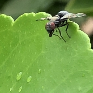 Pogonortalis doclea at Monash, ACT - 28 Jan 2019 01:25 PM