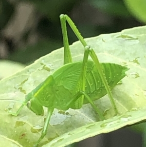 Caedicia simplex at Monash, ACT - 28 Jan 2019