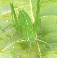 Caedicia simplex at Monash, ACT - 28 Jan 2019 01:22 PM