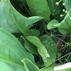 Alisma plantago-aquatica at Watson, ACT - 27 Jan 2019