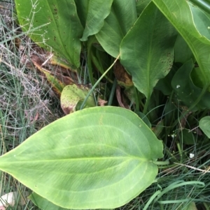 Alisma plantago-aquatica at Watson, ACT - 27 Jan 2019