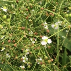 Alisma plantago-aquatica at Watson, ACT - 27 Jan 2019