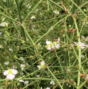 Alisma plantago-aquatica at Watson, ACT - 27 Jan 2019 07:13 PM