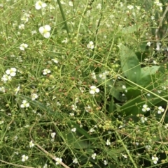 Alisma plantago-aquatica at Watson, ACT - 27 Jan 2019