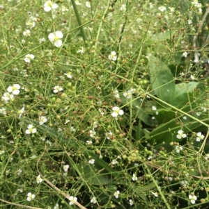 Alisma plantago-aquatica at Watson, ACT - 27 Jan 2019