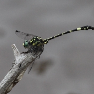 Austroepigomphus praeruptus at suppressed - suppressed