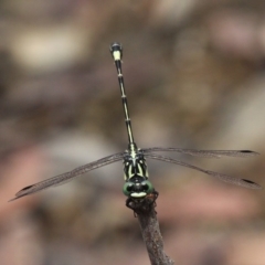 Austroepigomphus praeruptus at suppressed - suppressed