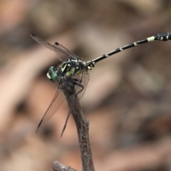 Austroepigomphus praeruptus at suppressed - suppressed