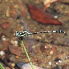 Austroepigomphus praeruptus (Twin-spot Hunter) at Mulligans Flat - 27 Jan 2019 by HarveyPerkins