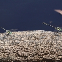 Austroepigomphus praeruptus at suppressed - suppressed