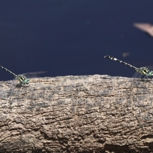 Austroepigomphus praeruptus at suppressed - 27 Jan 2019