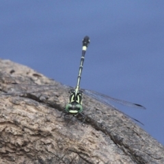 Austroepigomphus praeruptus at suppressed - 27 Jan 2019