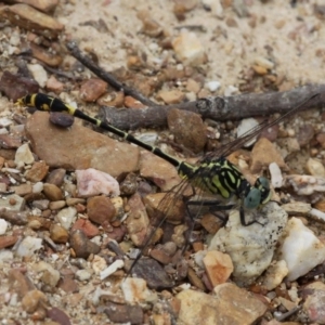 Austrogomphus australis at Amaroo, ACT - 27 Jan 2019 11:39 AM